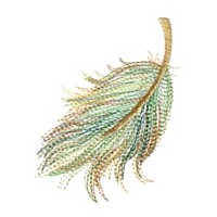 feather plume machine embroidery design variegated multicolored multicoloured thread